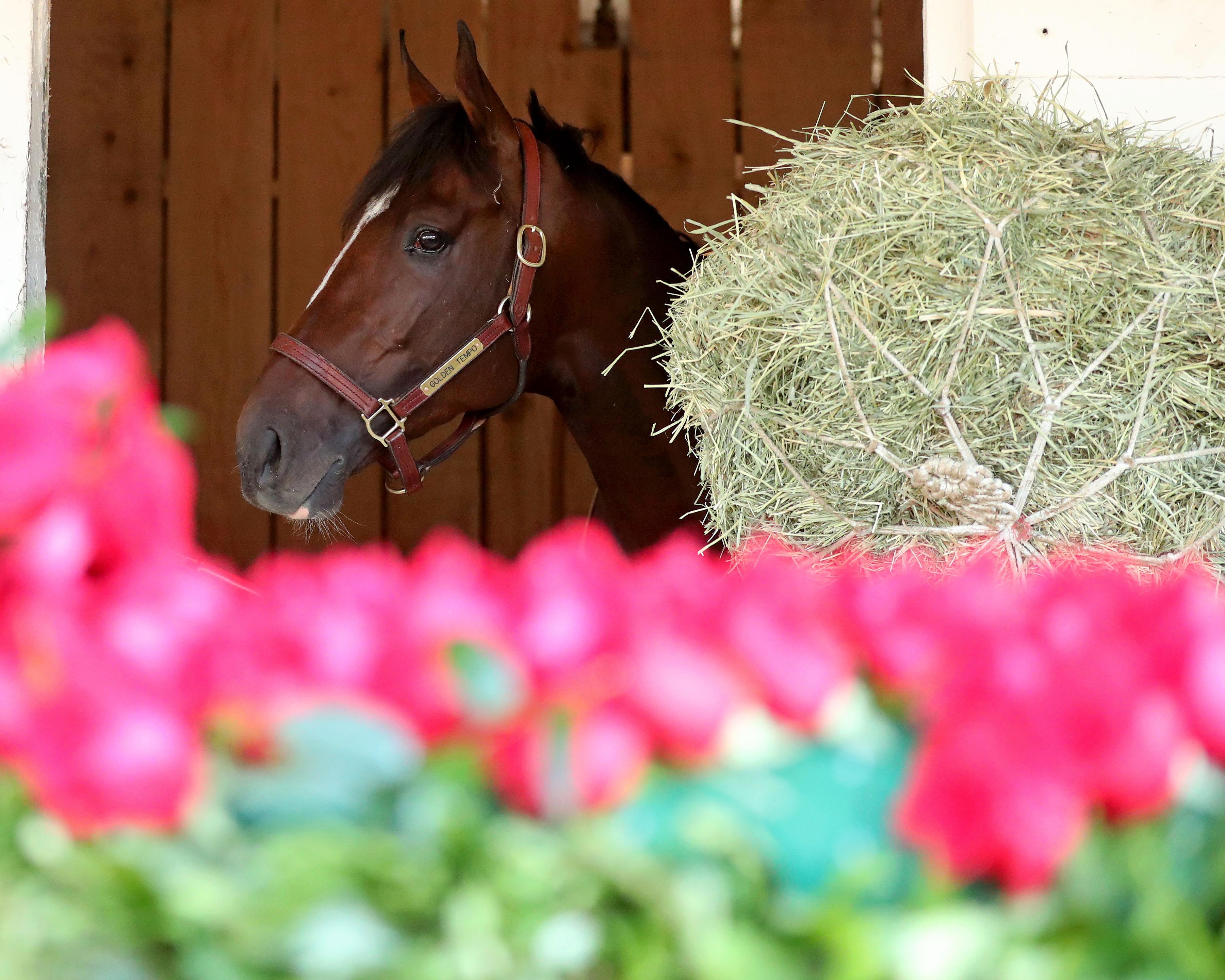 Golden Tempo, Cherie DeVaux, Jose Ortiz, Kentucky Derby, Churchill Downs, horse racing, America's Best Racing, ABR